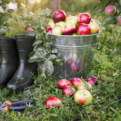 Seau en acier inoxydable, 10 litres, pour la cuisine et le jardin